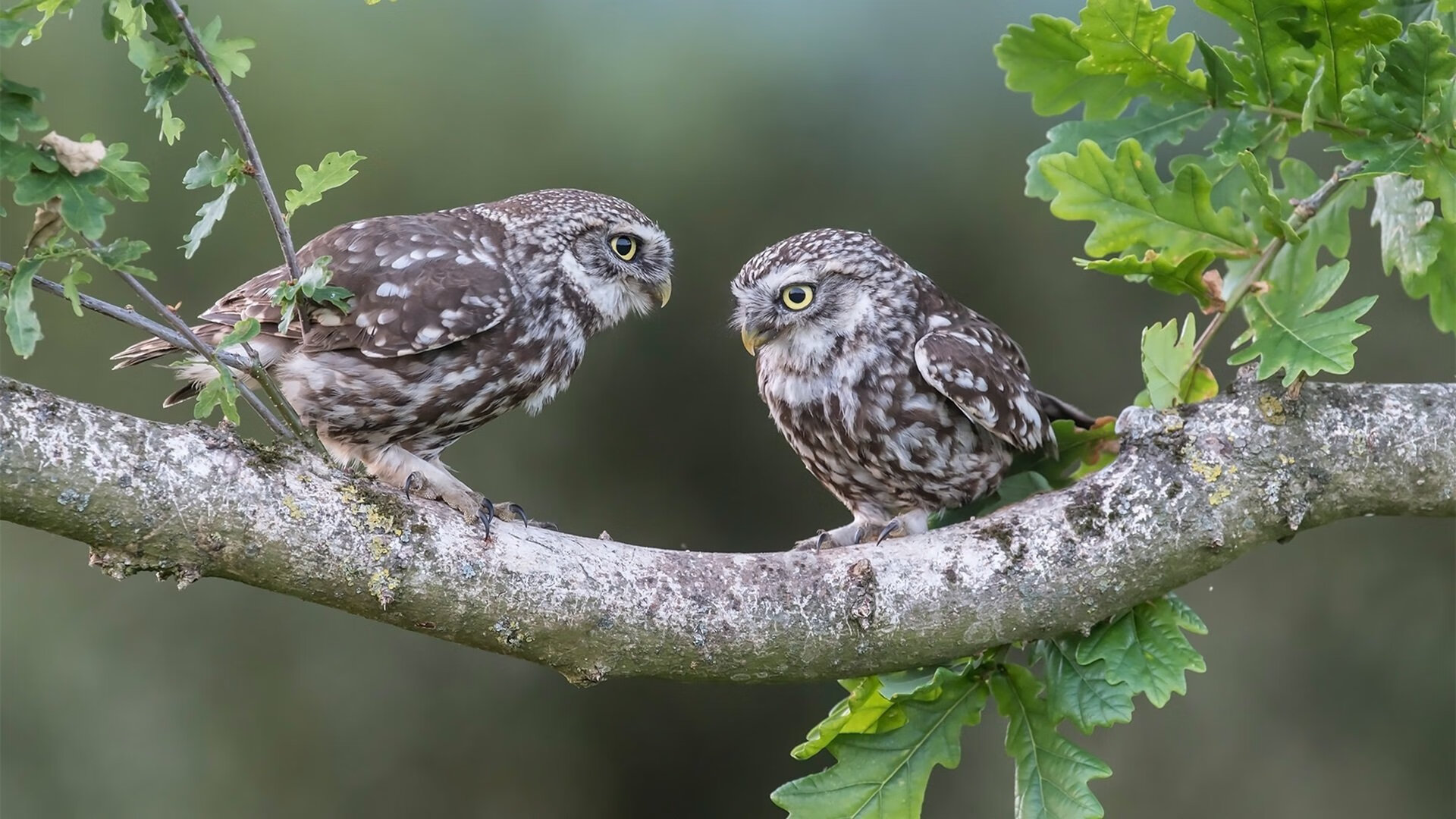英超VAR引入后角球战术变化趋势统计，英超vr技术