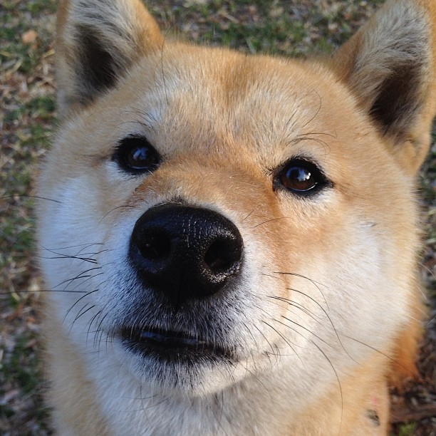 NB Staouéli 第三次夺冠，教练 Mohamed Yahya 带队夺冠，nbl 2021