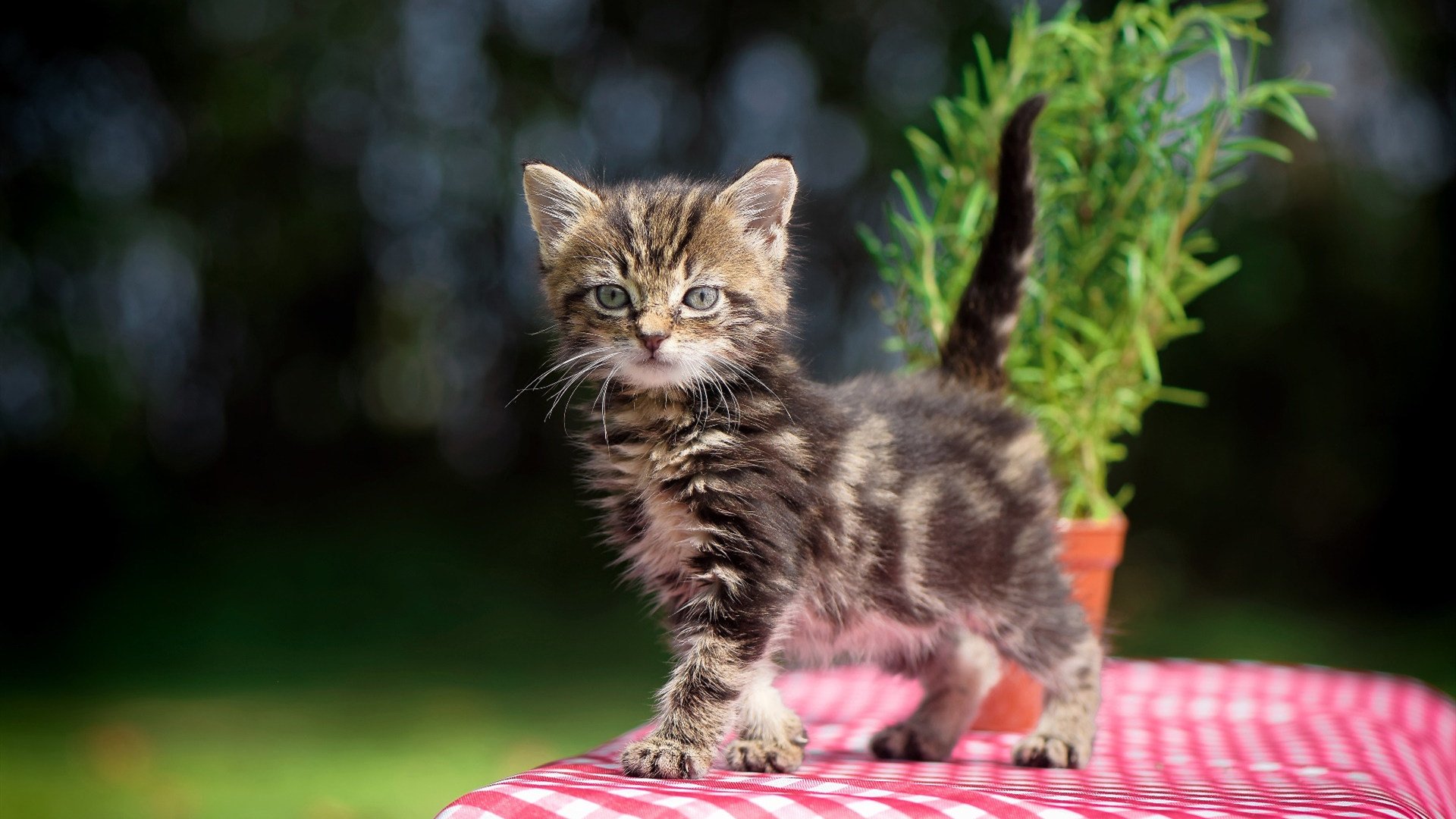 国家队缺乏战术执行核心导致串联断层