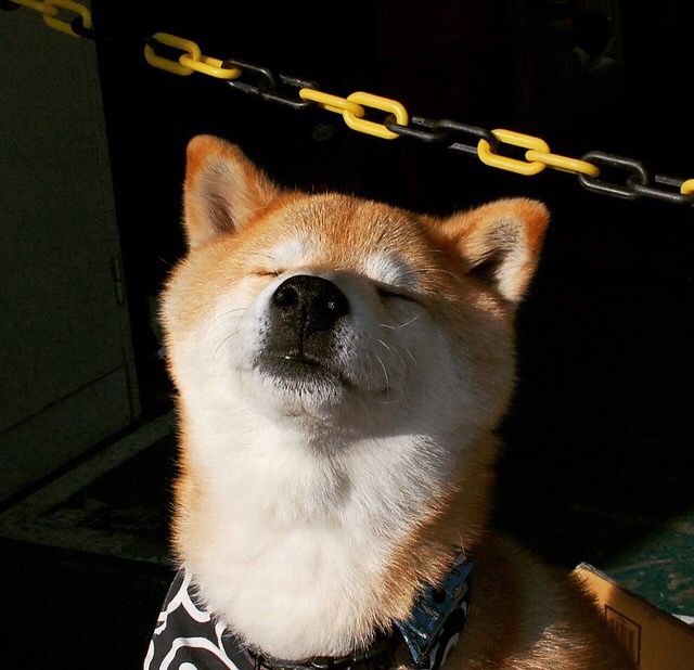 中国游泳队再夺两枚金牌，中国游泳队再夺两枚金牌是真的吗