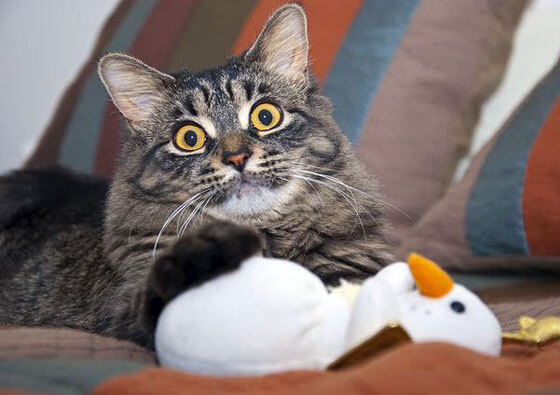 中甲联赛推动统一视觉体系加强品牌传播一致性