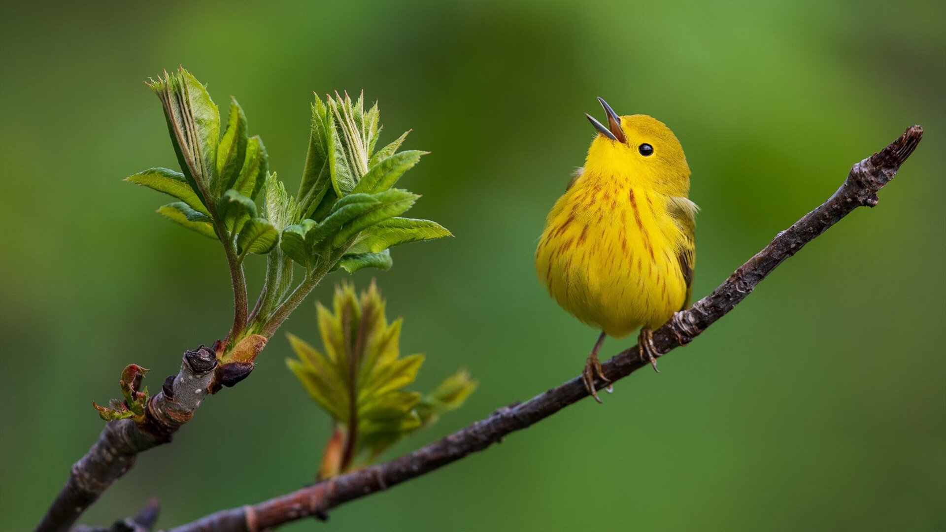 公牛球迷展示全家NBA主题装扮登热搜，nba公牛成员