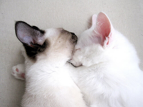 女篮国家队战术体系逐步成熟兼顾内外线进攻转换节奏，女篮国家队最新名单